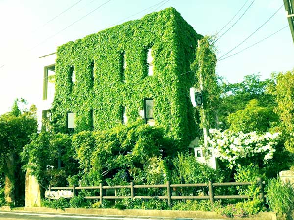 緑に囲まれた家